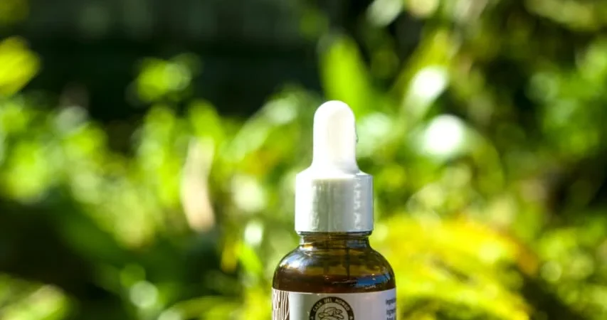 Beneficios del hongo Chaga: antioxidante y aliado del sistema inmune