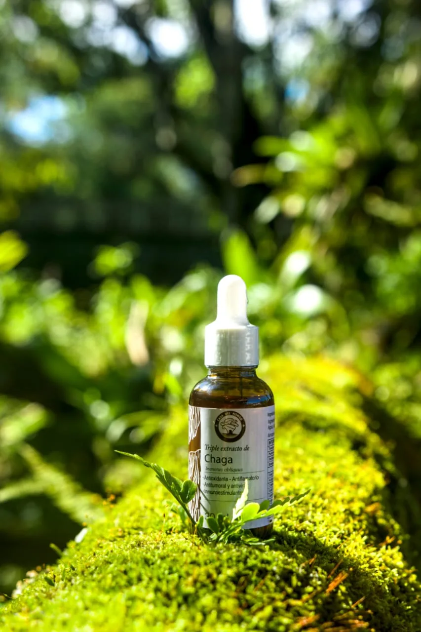 Beneficios del hongo Chaga: antioxidante y aliado del sistema inmune