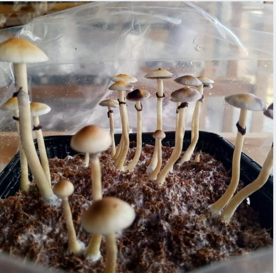 Kit de Cultivo
