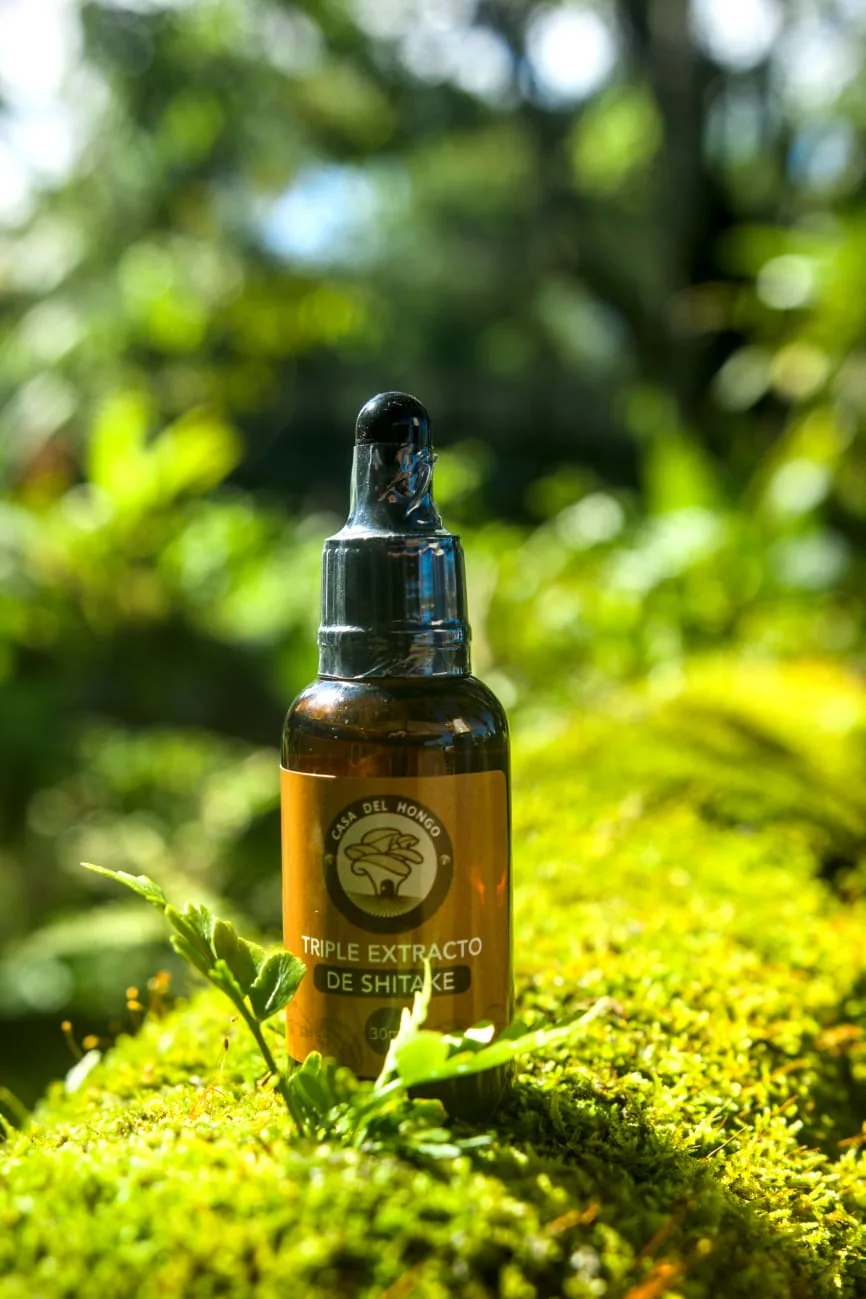 Shiitake: el hongo medicinal para el hígado, la digestión y las defensas